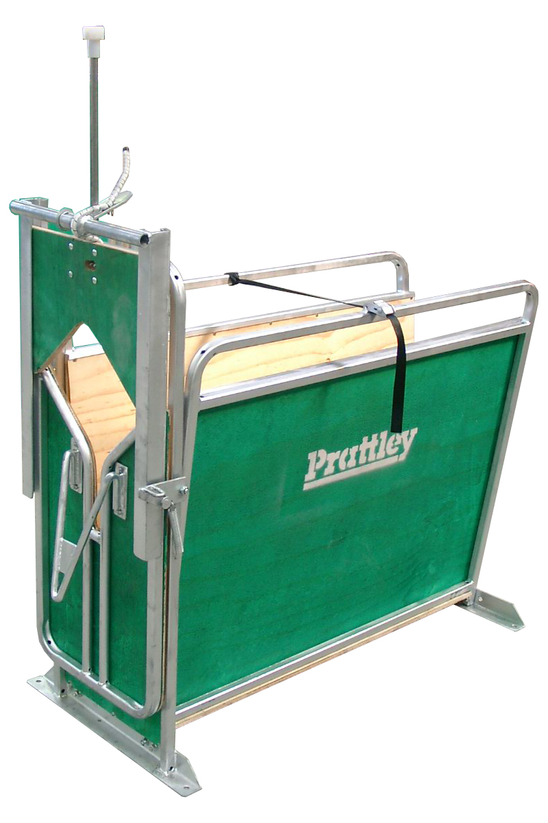 Calf debudding-new.jpg 163541278